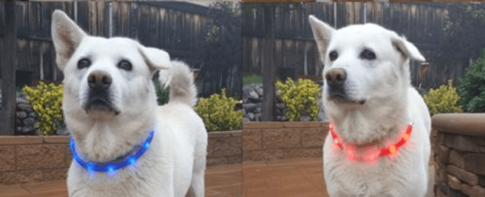 Flashing dog best sale light