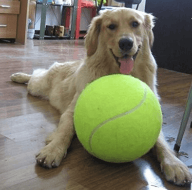 Custom tennis shop balls for dogs