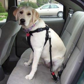 Pet Seatbelt Harness Tether UK Custom Pet Collars UK