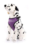 Canvas Mesh Harness - Custom Embroidered For Your Dog