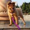 Designer Leash